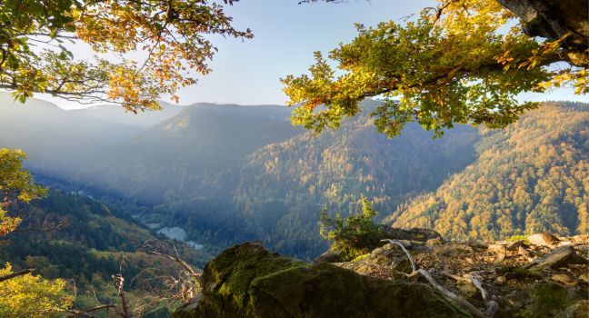 BLACK FOREST VACATION