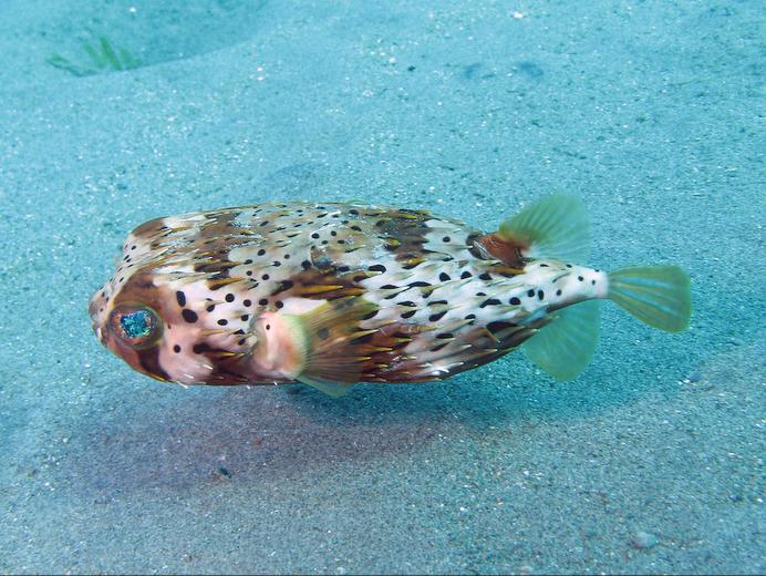 Puffer Fish