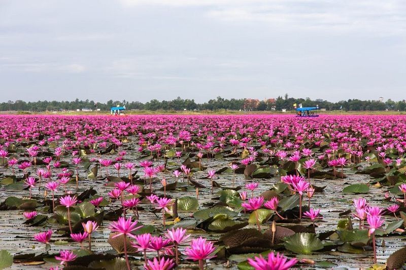 Red Lotus Flower