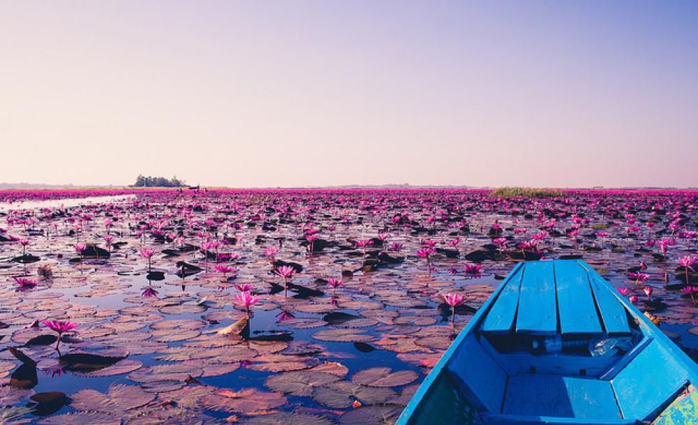 Red Lotus Lake