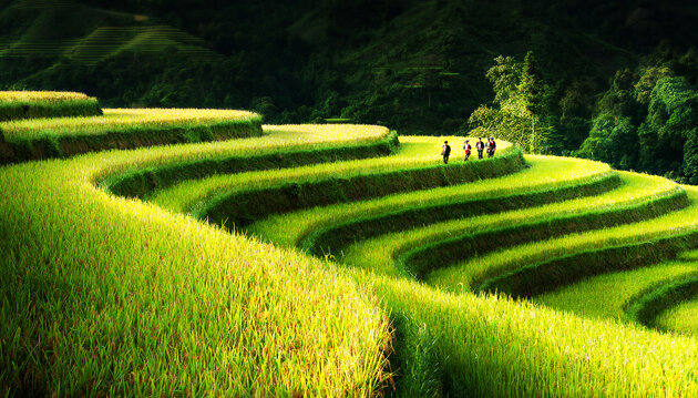 Rice Field Terrace