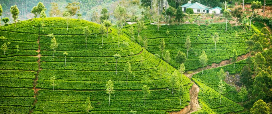 Sri Lanka Luxury Holidays