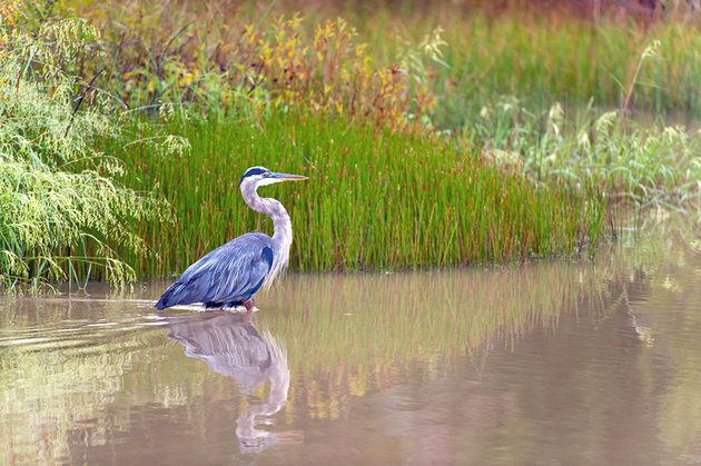 The Blackwater National Wildlife Refuge