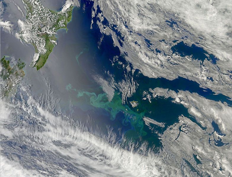 the Chatham Islands