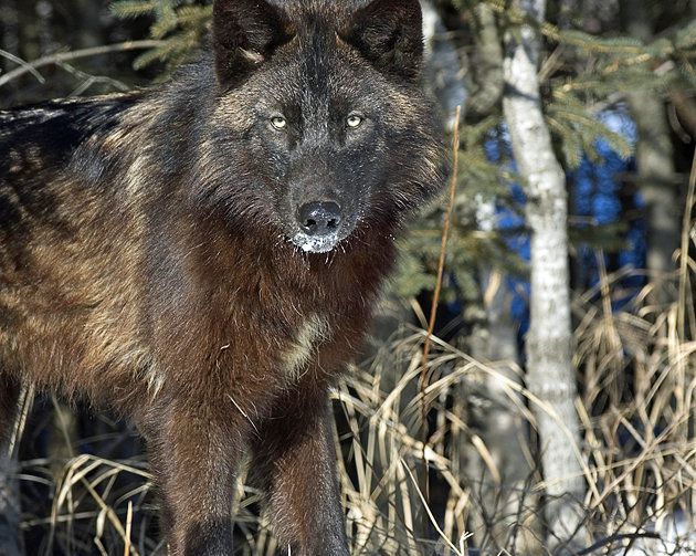 The International Wolf