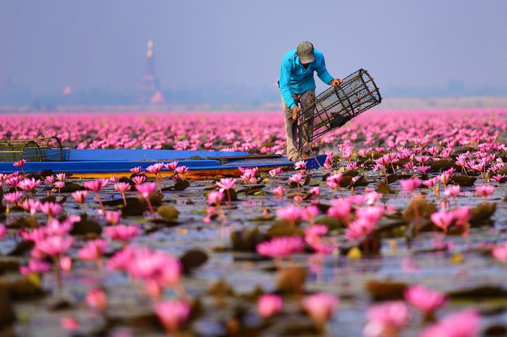 the Lake of Lilies