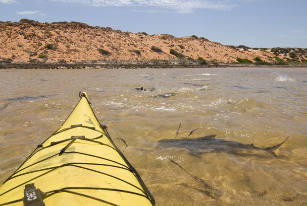 The Shark Bay World Heritage
