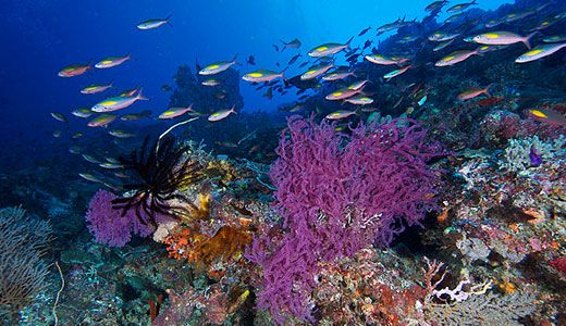 The Tubbataha Reef Marine Park