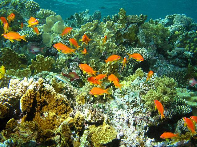 Tubbataha Reef