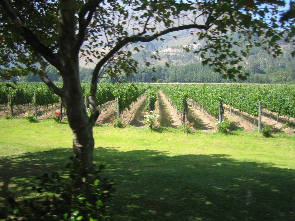 vineyard cape town
