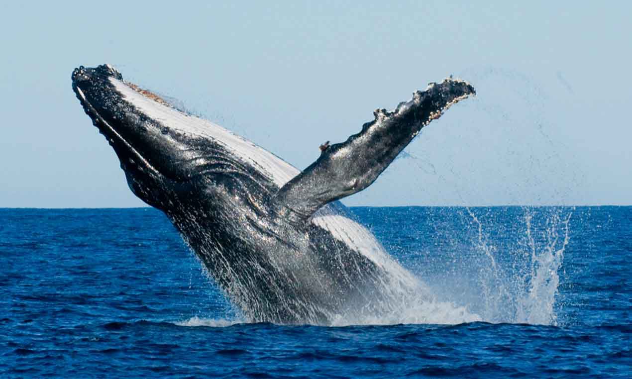 Whale watching