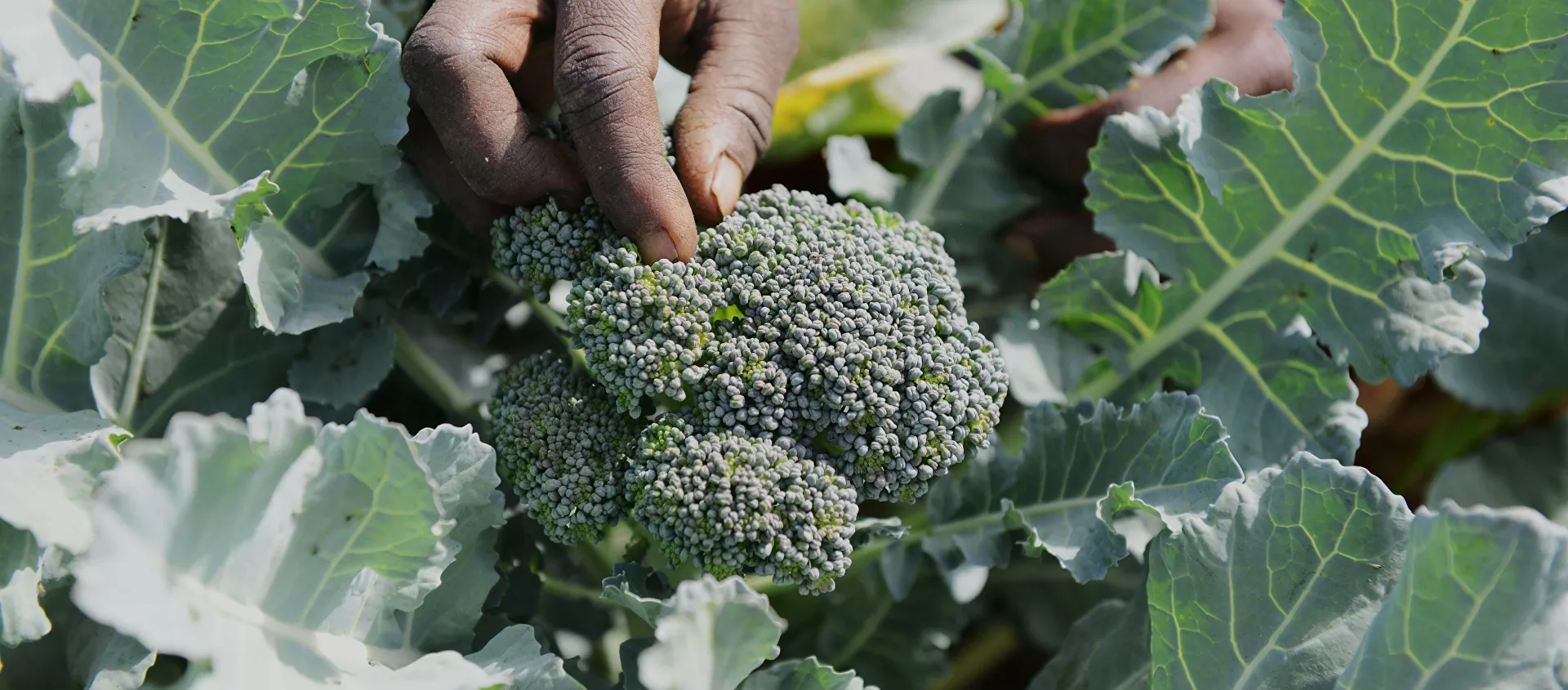 البروكلي - سبوتنيك عربي, 1920, 05.07.2021
