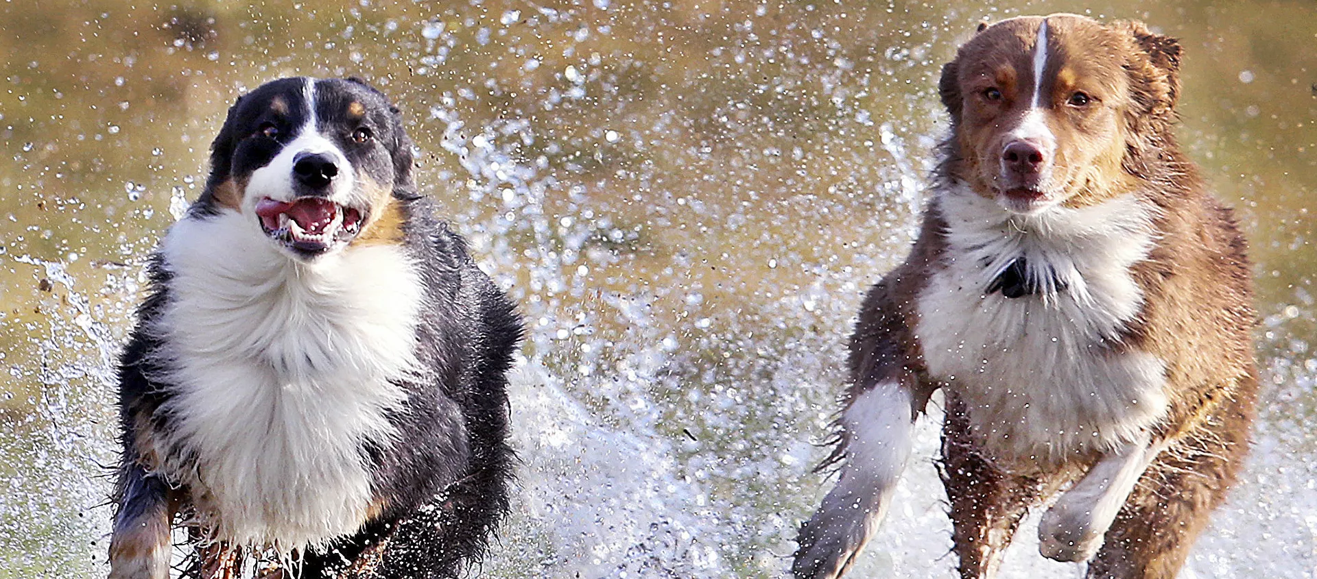 كلاب أسترالية من فصيلة شيفارد، فرانز (يسار الصورة) وليزي (يمين الصو - سبوتنيك عربي, 1920, 14.03.2021