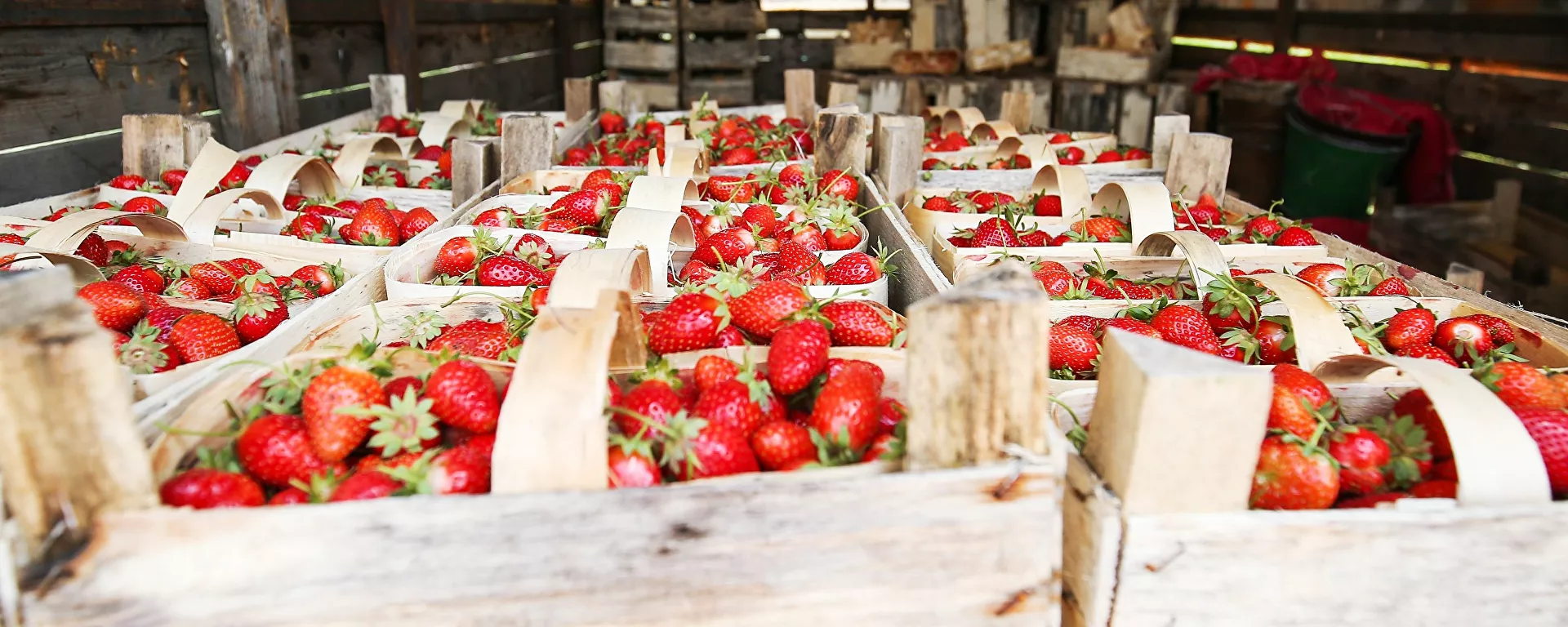 موسم حصاد الفراولة في كراسنودارسكي كراي، روسيا - سبوتنيك عربي, 1920, 13.05.2021