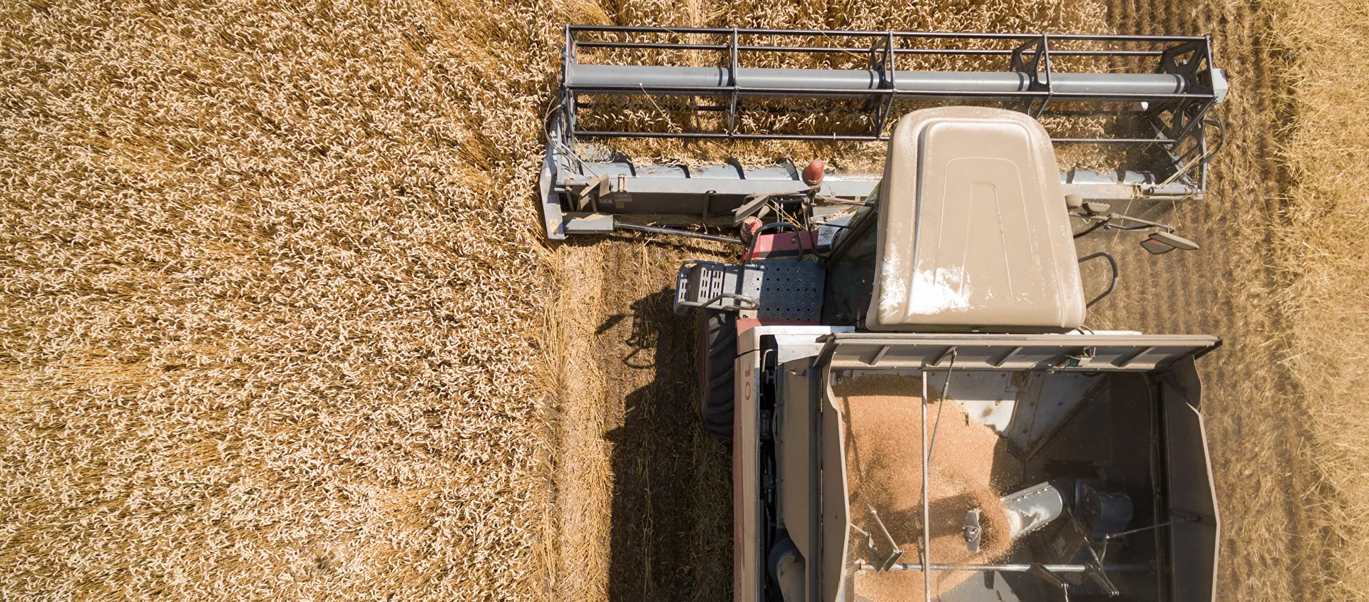 روسيا: حصاد محصول القمح - سبوتنيك عربي, 1920, 30.08.2019