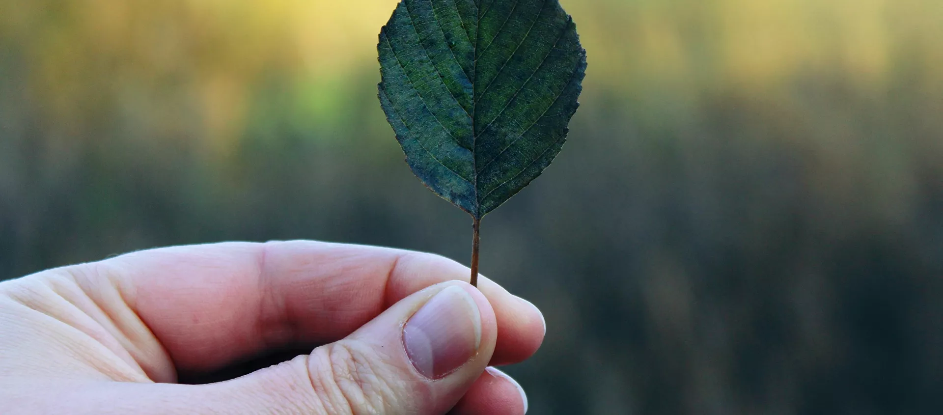 يد تمسك بورقة على شكل قلب - سبوتنيك عربي, 1920, 26.05.2021