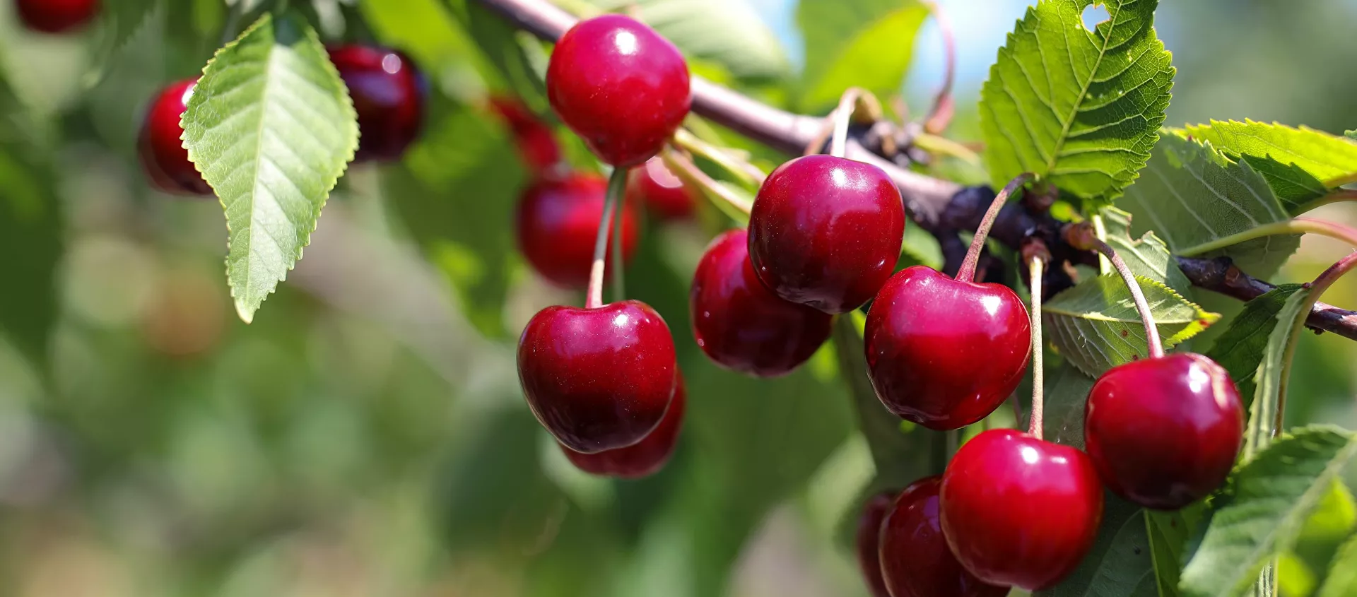 الكرز في اقليم كراسنودار - سبوتنيك عربي, 1920, 28.06.2021