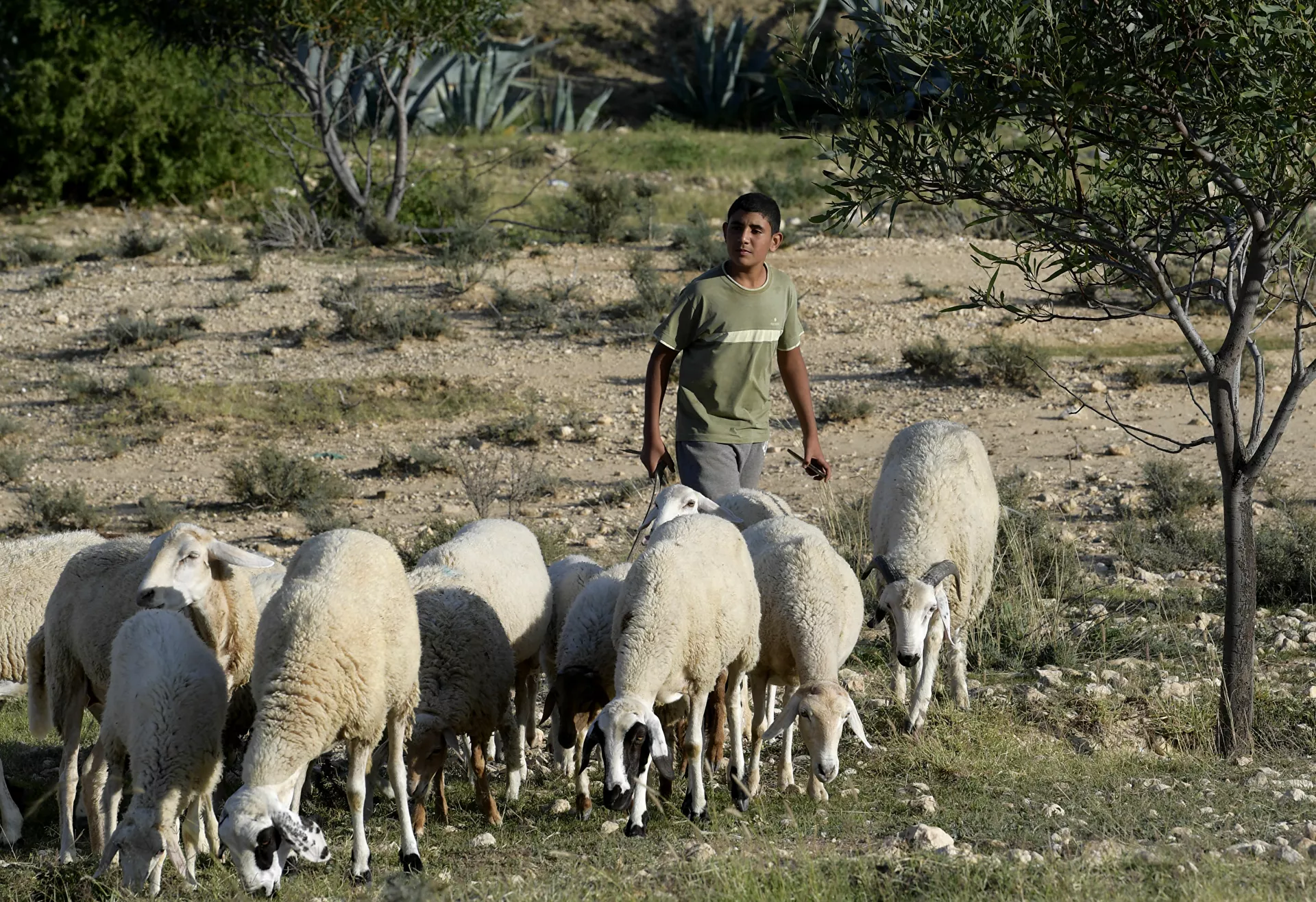 تونسيون يشترون الأضاحي عبر الإنترنت ومطالب بإلغاء الاحتفال بالعيد... صور - سبوتنيك عربي, 1920, 12.07.2021
