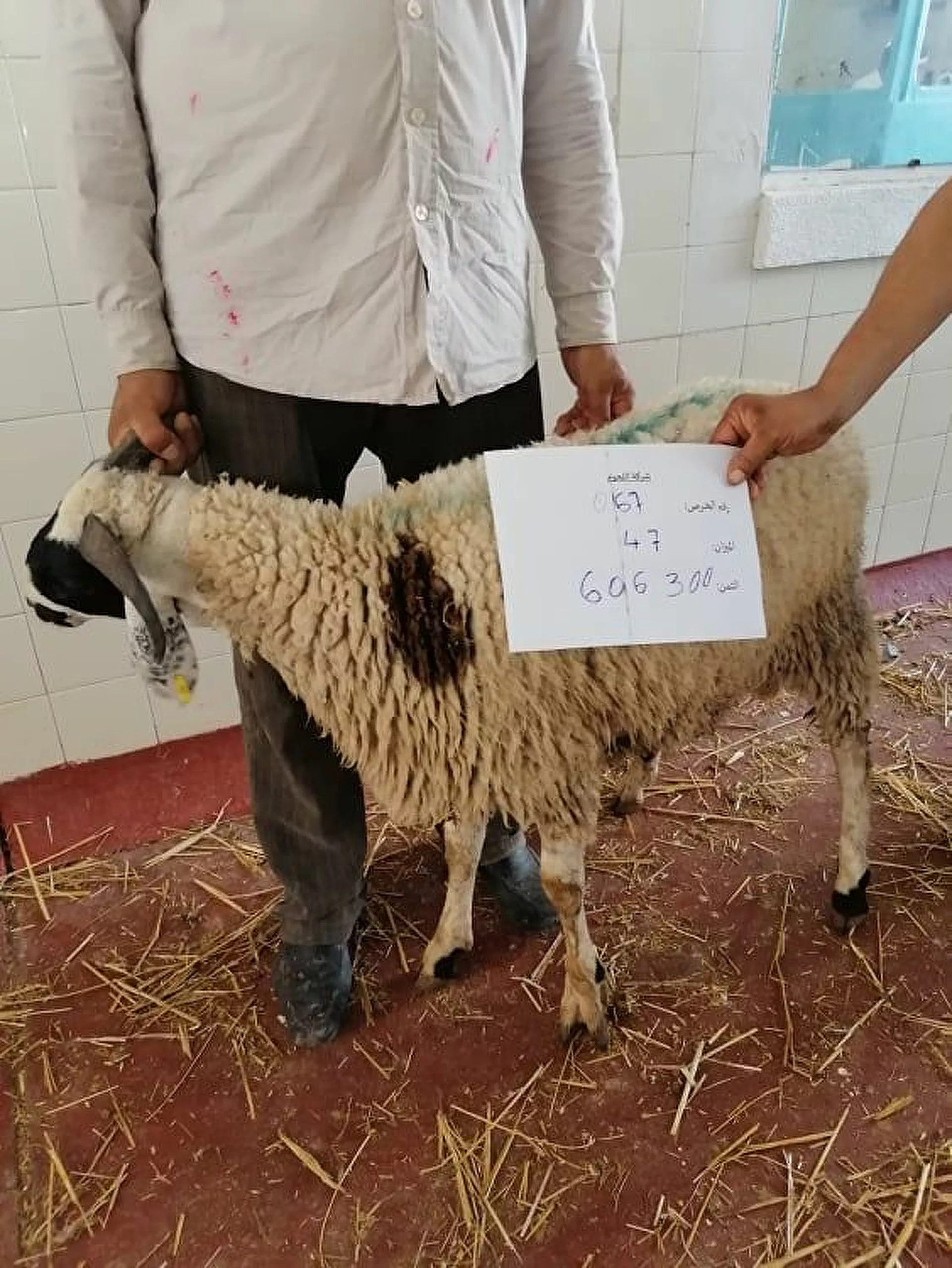 تونسيون يشترون الأضاحي عبر الإنترنت ومطالب بإلغاء الاحتفال بالعيد... صور - سبوتنيك عربي, 1920, 12.07.2021