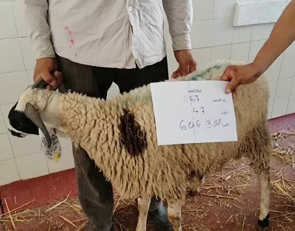 بيع الأضاحي عبر الإنترنت في تونس بيع الأضاحي عبر الإنترنت في تونس - سبوتنيك عربي