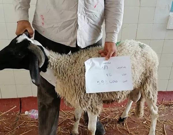 بيع الأضاحي عبر الإنترنت في تونس بيع الأضاحي عبر الإنترنت في تونس - سبوتنيك عربي