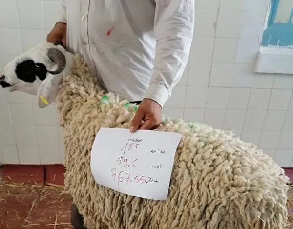 بيع الأضاحي عبر الإنترنت في تونس بيع الأضاحي عبر الإنترنت في تونس - سبوتنيك عربي