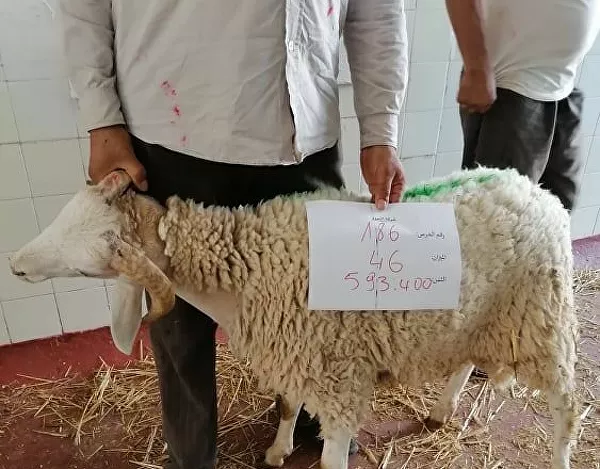 بيع الأضاحي عبر الإنترنت في تونس بيع الأضاحي عبر الإنترنت في تونس - سبوتنيك عربي