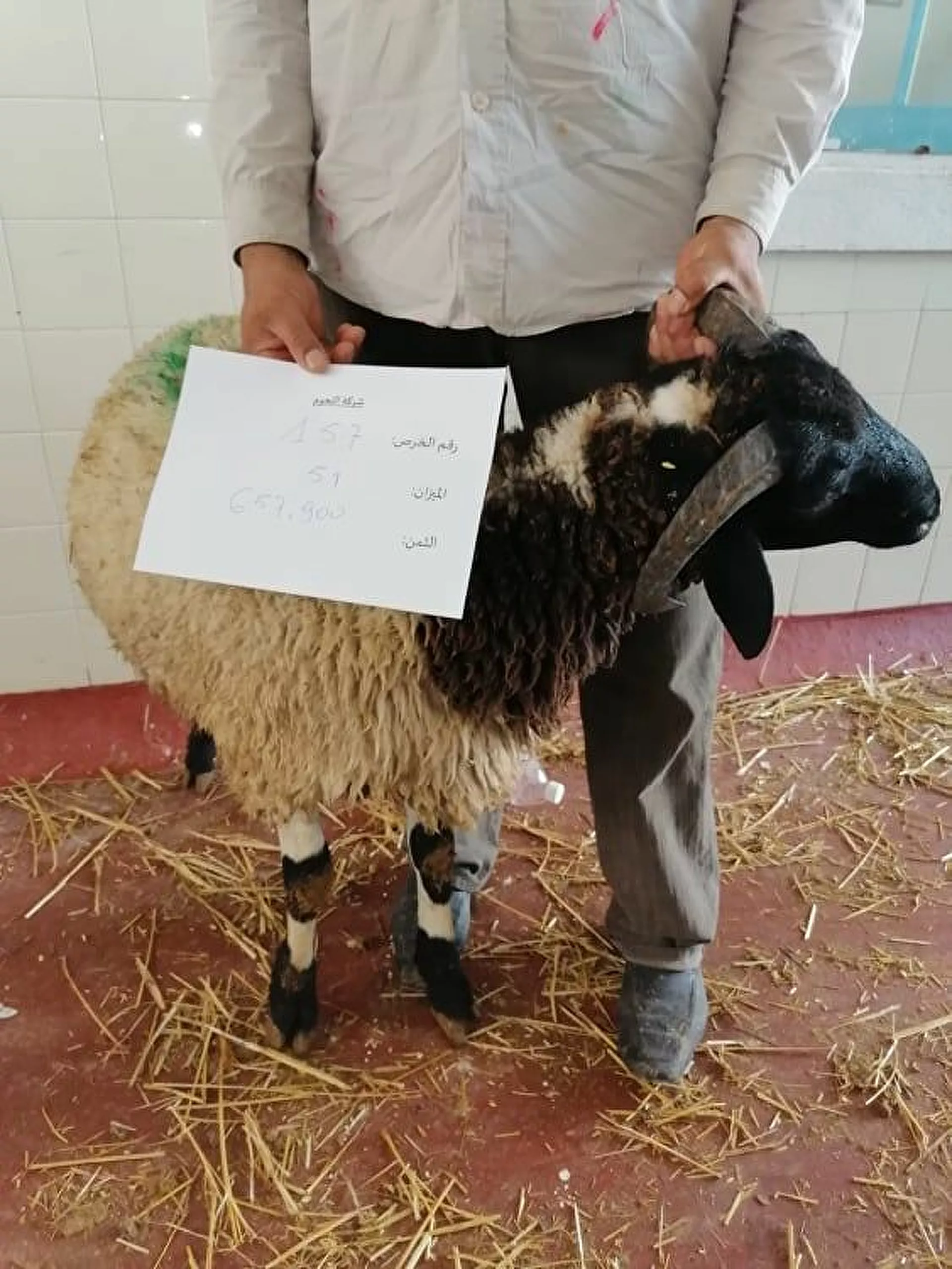 تونسيون يشترون الأضاحي عبر الإنترنت ومطالب بإلغاء الاحتفال بالعيد... صور - سبوتنيك عربي, 1920, 12.07.2021