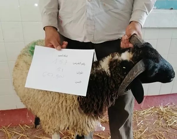 بيع الأضاحي عبر الإنترنت في تونس بيع الأضاحي عبر الإنترنت في تونس - سبوتنيك عربي