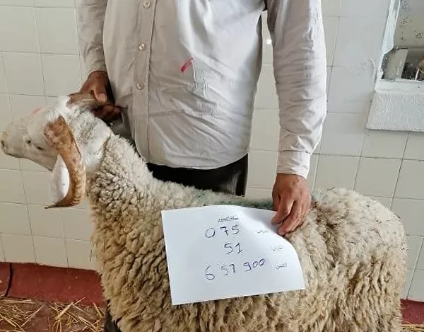 بيع الأضاحي عبر الإنترنت في تونس بيع الأضاحي عبر الإنترنت في تونس - سبوتنيك عربي