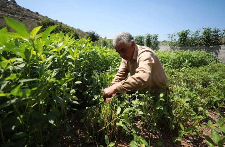 وادي المطوي.. "جنّة" لوثتها مخلفات المستوطنات الإسرائيلية
