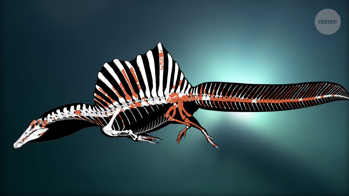 screenshot_2020-09-27-a-swimming-dinosaur-the-tail-of-spinosaurus4