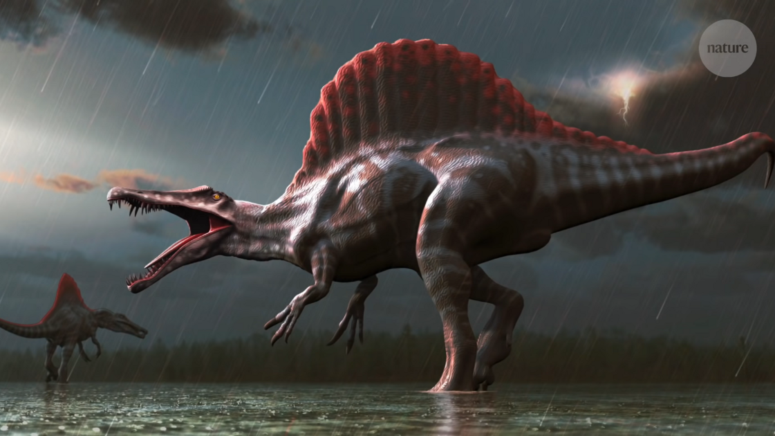 screenshot_2020-09-27-a-swimming-dinosaur-the-tail-of-spinosaurus5