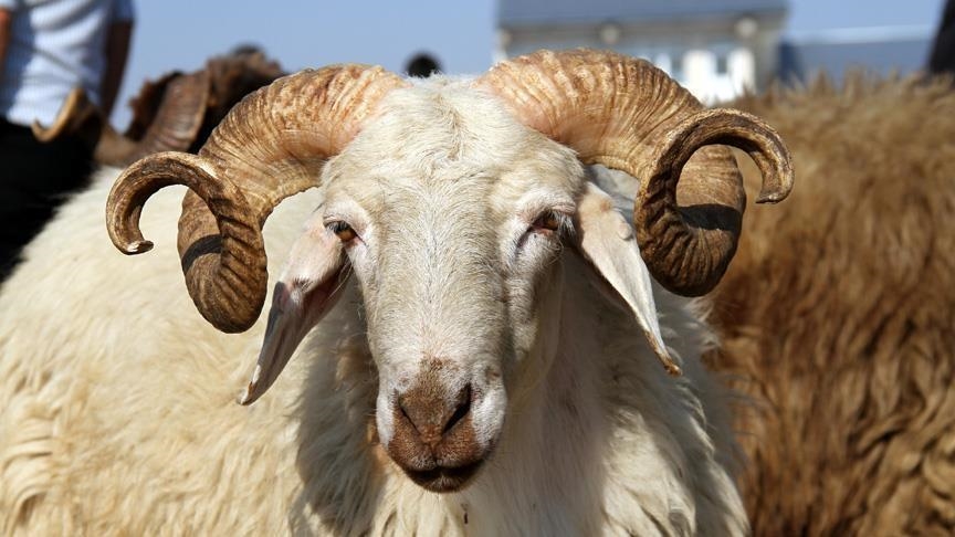 لبنان.. غلاء الأضاحي يسرق فرحة العيد (تقرير)