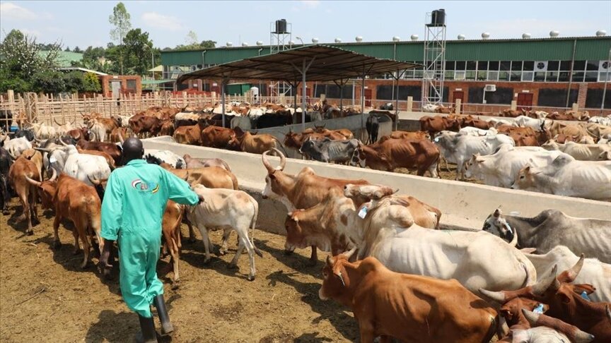 أوغندا.. "الديانة التركي" يوزع لحوم أضاحي على أكثر من مليون محتاج