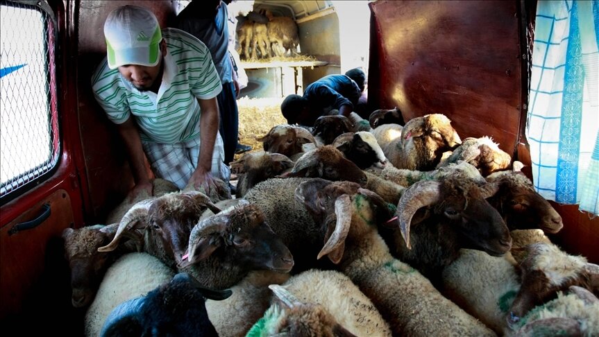 المغرب.. جمع جلود الأضاحي مصدر رزق وحماية للبيئة (تقرير)
