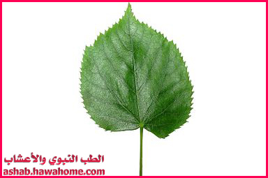 نبات الزيزفون فوائده واستعمالاته