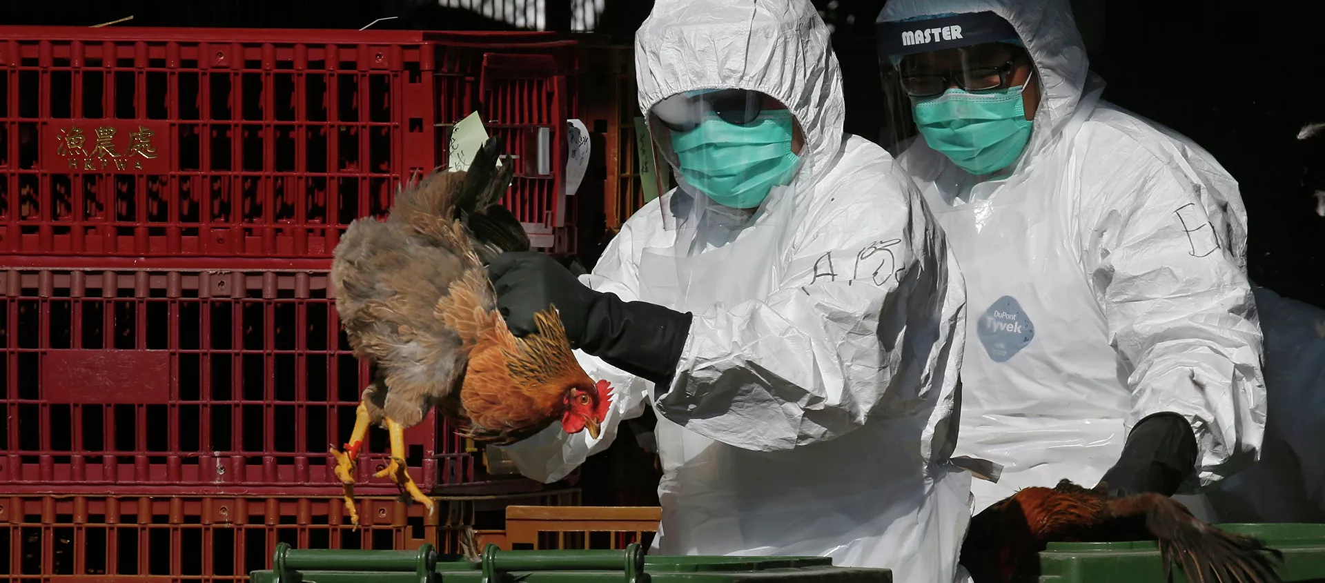 إنفلونزا الطيور - سبوتنيك عربي, 1920, 15.07.2021