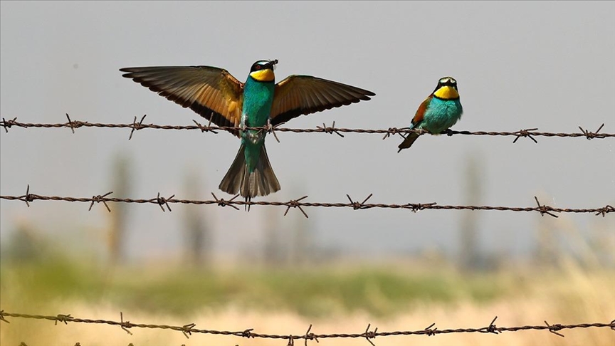 في لبنان... تجارة الكترونية غير شرعية للطيور النادرة (تقرير)
