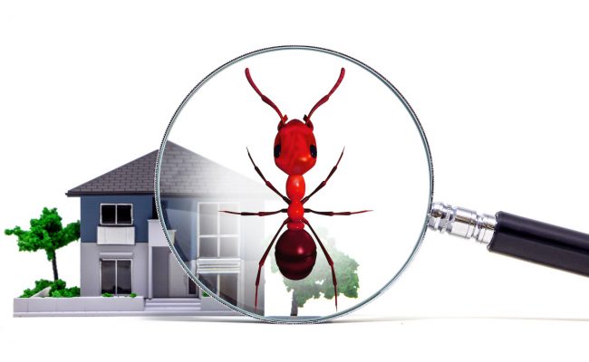 الوصفة السحرية للتخلص من الحشرات