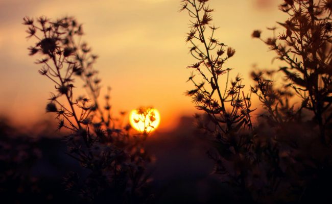 على ماذا تدل المخلوقات