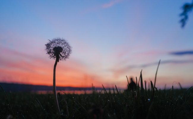 من هي أخت النبي في الرضاعة