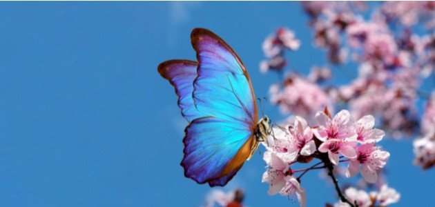 أين تعيش الفراشات؟ أين تعيش الفراشات؟