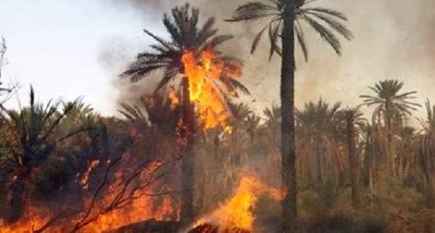 d8add8b1d98ad982-d983d984d985d98ad985-1 إقليم الرشيدية.. حريق بواحة زيز بأوفوس يأتي على أزيد من 2540 نخلة