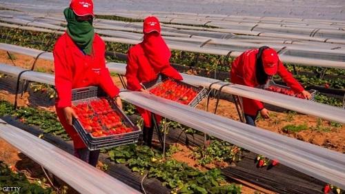 اتهام معامل الفراولة بنشر كورونا بالمغرب