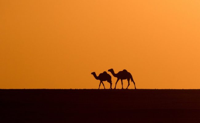 رمز قبيلة شمر