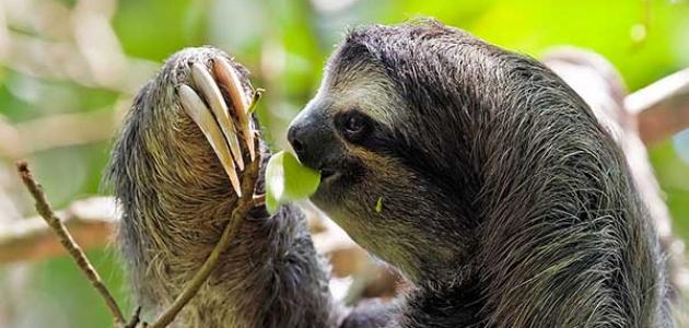 معلومات عن القرد الكسلان معلومات عن القرد الكسلان