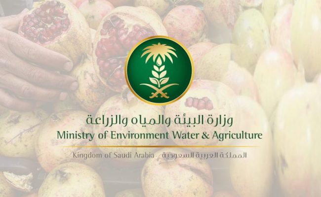 هل يؤثر برنامج دعم ريف على الضمان الاجتماعي