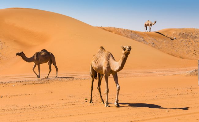 لماذا نتوضأ بعد اكل لحم الجمل