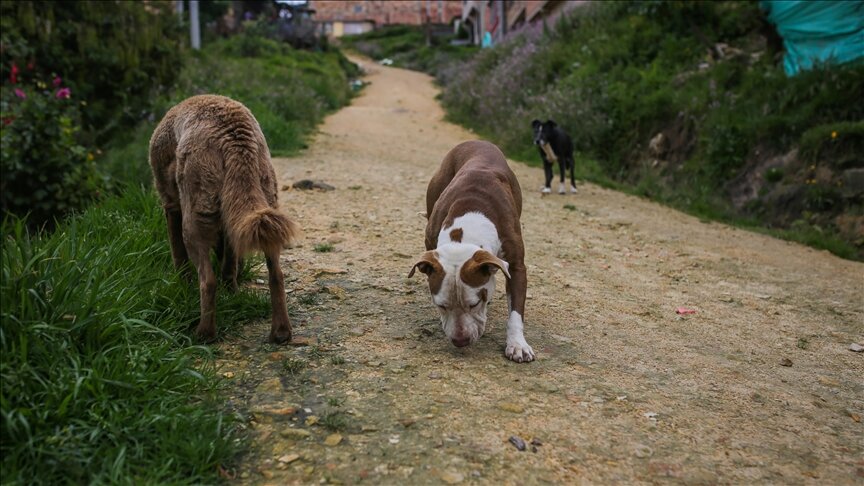 لبنان.. تزايد بالكلاب الشاردة وشح في لقاح عضاتها (تقرير)